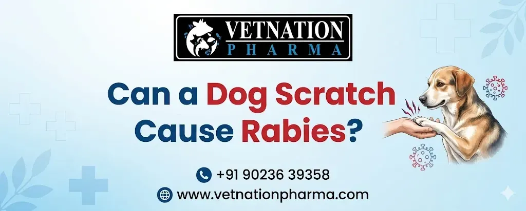 Can a Dog Scratch Cause Rabies