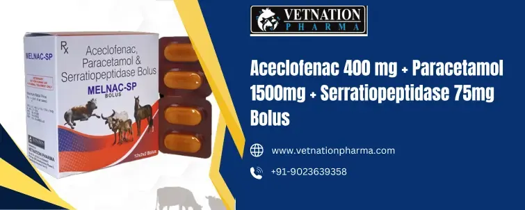 Aceclofenac 400 Mg Paracetamol 1500Mg Serratiopeptidase 75Mg Bolus