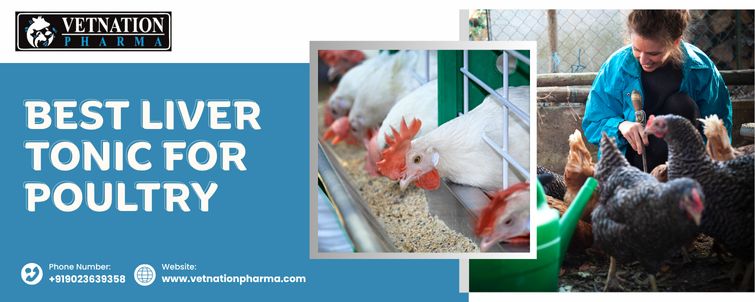 Best Liver Tonic For Poultry