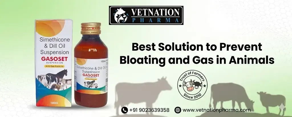 Best Solution To Prevent Bloating And Gas In Animals 1