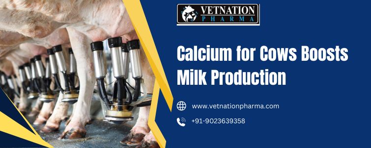 Calcium For Cows Boosts Milk Production